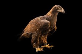 Attēlu rezultāti vaicājumam “Aquila chrysaetos”