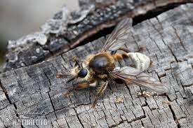 Attēlu rezultāti vaicājumam “Laphria gibbosa”