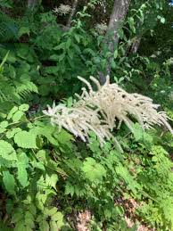 Image result for Aruncus dioicus