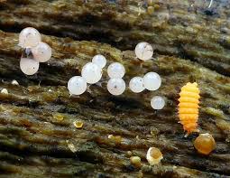 Attēlu rezultāti vaicājumam “Enerthenema papillatum”