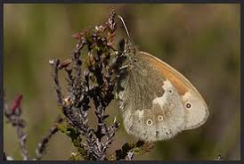 Attēlu rezultāti vaicājumam “Coenonympha tullia underside”