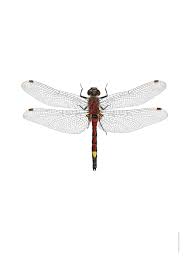 Attēlu rezultāti vaicājumam “Leucorrhinia pectoralis”