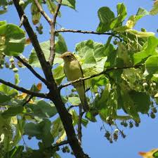 Attēlu rezultāti vaicājumam “Hippolais icterina adult”