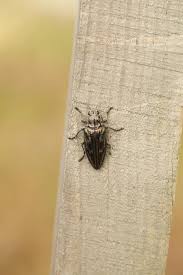 Attēlu rezultāti vaicājumam “Chalcophora mariana”