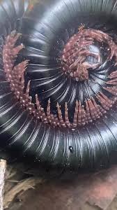 Attēlu rezultāti vaicājumam “Ceramica pisi larva”