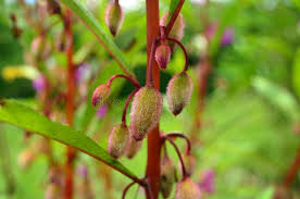 Attēlu rezultāti vaicājumam “Impatiens glandulifera fruit”