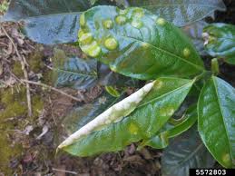 Attēlu rezultāti vaicājumam “Exobasidiales”