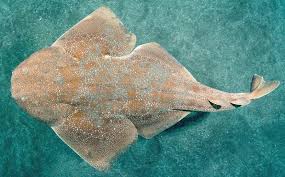 Image result for Squatina dumeril