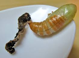 Attēlu rezultāti vaicājumam “Mamestra brassicae exuvia”