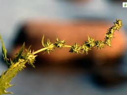 Attēlu rezultāti vaicājumam “Atriplex calotheca leaf”