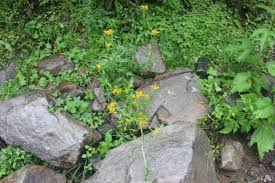 Attēlu rezultāti vaicājumam “Erysimum hieracifolium”