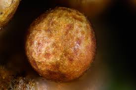 Attēlu rezultāti vaicājumam “Trichia contorta sessile”