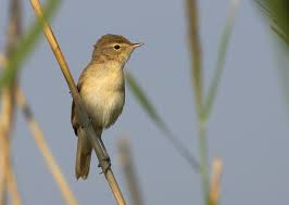 Image result for Hippolais caligata