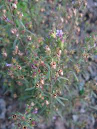 Attēlu rezultāti vaicājumam “Microrrhinum minus”