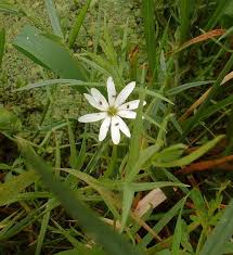 Attēlu rezultāti vaicājumam “Stellaria palustris”