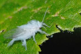 Attēlu rezultāti vaicājumam “Psallus sp. imago”