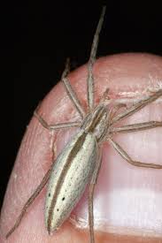 Attēlu rezultāti vaicājumam “Tibellus oblongus”