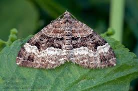 Attēlu rezultāti vaicājumam “Xanthorhoe biriviata”