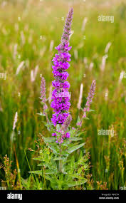 Attēlu rezultāti vaicājumam “Lythrum salicaria flower”