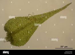 Attēlu rezultāti vaicājumam “Amblystegium serpens”