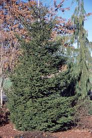 Attēlu rezultāti vaicājumam “Picea orientalis”