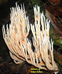 Attēlu rezultāti vaicājumam “Lentaria sp.”