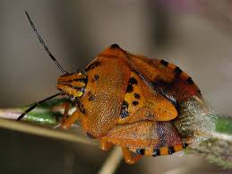 Attēlu rezultāti vaicājumam “Carpocoris sp.”