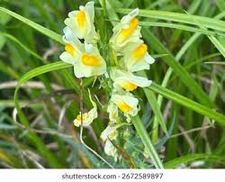 Attēlu rezultāti vaicājumam “Linaria vulgaris leaf”