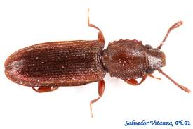 Attēlu rezultāti vaicājumam “Silvanidae”