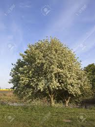 Attēlu rezultāti vaicājumam “Sorbus aria”
