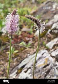 Attēlu rezultāti vaicājumam “Plantago media flower”