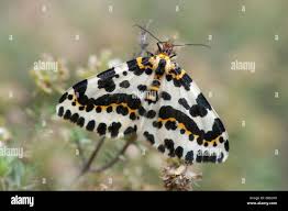 Attēlu rezultāti vaicājumam “Abraxas grossulariata”