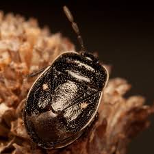 Attēlu rezultāti vaicājumam “Adomerus biguttatus”