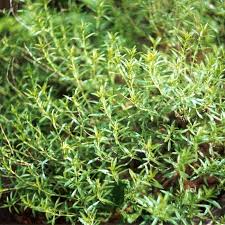 Image result for Satureja hortensis