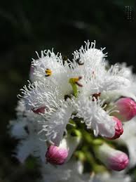 Attēlu rezultāti vaicājumam “Menyanthes trifoliata”