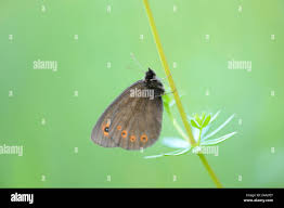 Attēlu rezultāti vaicājumam “Erebia ligea underside”