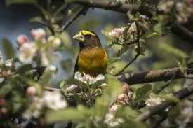 Image result for Hesperiphona vespertina