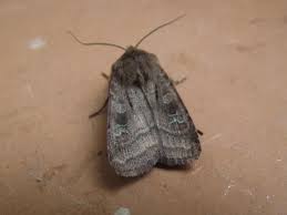 Attēlu rezultāti vaicājumam “Diarsia florida”