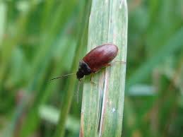 Attēlu rezultāti vaicājumam “Isomira murina”