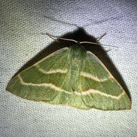 Attēlu rezultāti vaicājumam “Hylaea fasciaria”