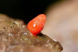 Attēlu rezultāti vaicājumam “Lycogala confusum macro”