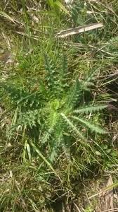Attēlu rezultāti vaicājumam “Cirsium palustre fruit”