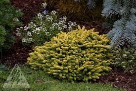 Attēlu rezultāti vaicājumam “Picea orientalis”