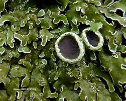 Attēlu rezultāti vaicājumam “Physconia distorta”