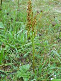 Attēlu rezultāti vaicājumam “Botrychium multifidum”