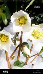 Image result for Christrose