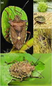 Attēlu rezultāti vaicājumam “Pentatoma rufipes”