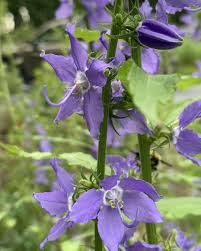 Image result for Campanula americana