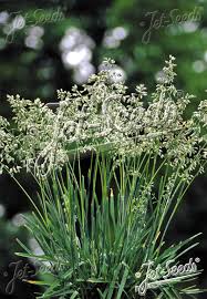 Attēlu rezultāti vaicājumam “Poa angustifolia”