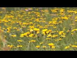 Attēlu rezultāti vaicājumam “Crepis paludosa flower”